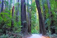 redwood-national-park